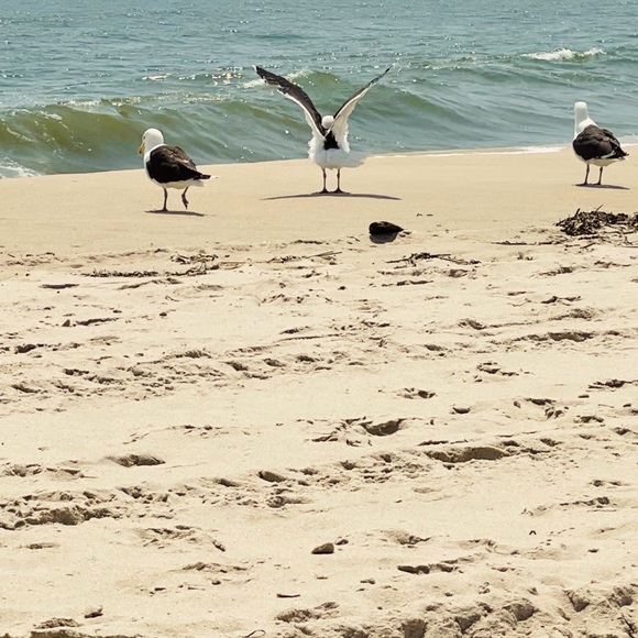 Meet your Posher, Francine - Picture 1 of 4